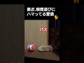 【猫動画】愛猫に心のスキマをお埋めされるニート 猫 funny cat ボカロ 初音ミク