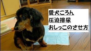 愛犬ころん 16歳 おしっこのさせ方　【圧迫排尿】大交通事故 ﾍﾙﾆｱ(下半身麻痺) 口腔ガン でも元気♪