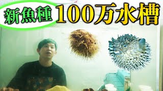 １００万円の水槽に新しい魚が増えました【海水魚水槽】