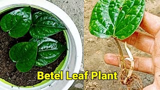 How To Propagate Betel Vine From Single Betel Leaf \u0026 It's Care.