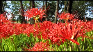 巾着田 曼珠沙華まつり を母が散策（動画版） その2  完  2023年9月29日