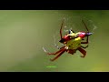 spiny orb weaver spider beautiful weird