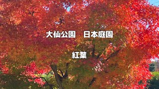 大仙公園　日本庭園に紅葉見に行ってきました🍁#紅葉