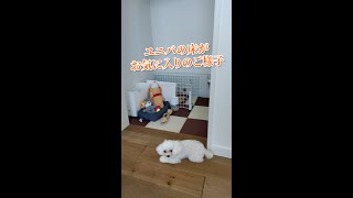 新築戸建て愛犬の部屋in階段下　#shorts【ユニバーサルホーム三島店・小野建設】