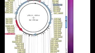Directional cloning with compatible cohesive ends