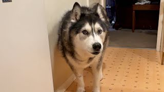 Encouraging My Husky To Yell At Me So He’s Back To Normal!