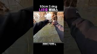 나주호 정글 빵배스 사냥 #bassfishing #빅베이트