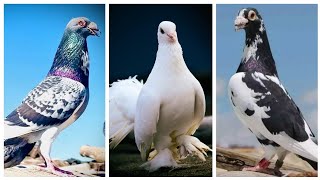 Pigeon ❤ || Kabootar ki video || Kabutar status 😍|| Pigeon videos || कबूतर 🕊|| Fancy pigeons 💫🥳