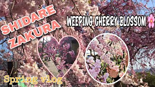 THE BEAUTIFUL WEEPING CHERRY BLOSSOM 🌸 |SHIDARE ZAKURA |SPRING FLOWERS|MAY KAGEYAMA #Springvlog