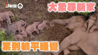 大象平躺圍著小象睡！15象群「無目的北漂」找尋新家｜野生動物｜亞洲象｜雲南｜西雙版納→昆明