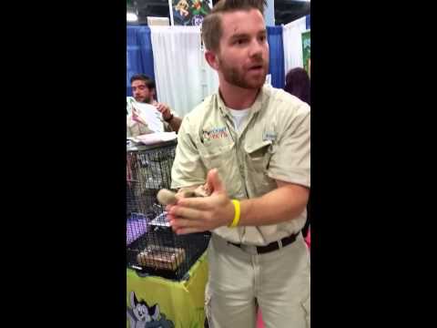 Pocket Pets at Florida Super Con 2015 Pocket Pets at Florida Super Con 2015