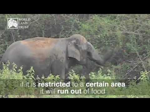 How to describe an elephant How to describe an elephant