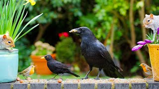 Cats TV 🕊️ Spring Birds & Squirrels Find a Food Stash 🐿️ Birds for cats to watch 4K HDR