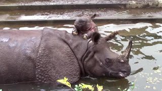 「ゴポン」母さんの背に乗ろうとするインドサイの赤ちゃん 「デコポン」（多摩動物公園） Baby Indian Rhinoceros