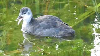 Jonge Meerkoet / Juvenile Common Coot