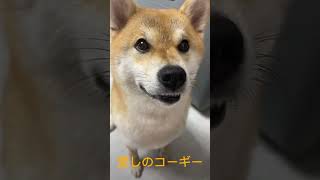 これは信じられないほど愛らしいだけでなく、賢明な子犬です