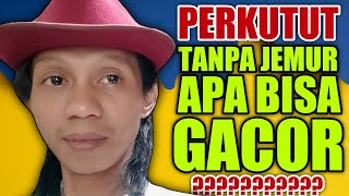 PERAWATAN PERKUTUT TANPA JEMUR APA BISA GACOR ...⁉️@agungnursaladin