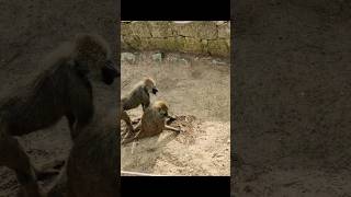 A baboon is playing with a pebble 🙈🐒 #shorts #baboon