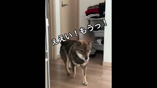 【柴犬】おやつが欲しい姉犬vsおやつを握りしめて逃走中の弟