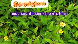 இது தான் ஒரிஜினல் மஞ்சள் கரிசலாங்கண்ணி செடினு சொல்லராங்க என்னவே குழப்பராங்கப்பா