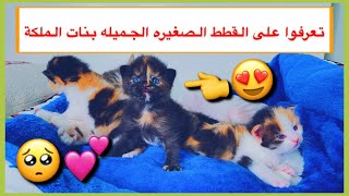 تعرفوا على القطط الصغيره الجميله 😍 بنات قطتي الملكه 👑💕 / Mohamed Vlog