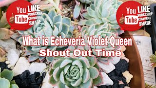 ECHEVERIA VIOLET QUEEN EASY TO CARE/PROPAGATION #succulents #violetqueen