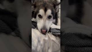 Titan is sad the weekend is over! #shorts #malamute #dogs #doglife #weekendvibes #sunday #subscribe