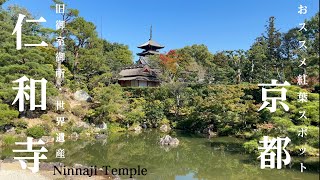 秋晴れの日、色付き始めた世界遺産『仁和寺』有料拝観エリアの“御殿”で仁和寺の庭園を見る /秋さんぽ/ Kyoto walk 2024.11