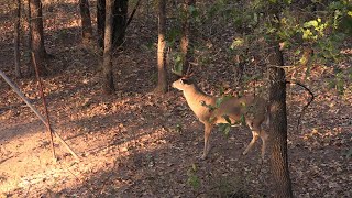 Whitetail Taken With A Bow