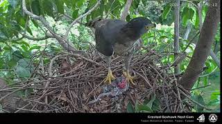 2020 7 7台北植物園鳳頭蒼鷹巢位直播　Crested Goshawk Nest Cam, Taipei Botanical Garden　雅治送餐,福媽帶走,雅治又回來看鏡頭