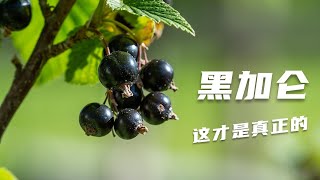 原来你是这样的黑加仑！小时候喝的黑加仑汽水里根本没有黑加仑