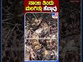 ನಾಯಿ ತಿಂದು ಮಲಗಿತ್ತು ಹೆಬ್ಬಾವು python tv9s