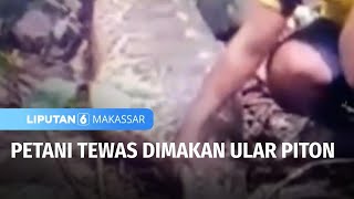Warga Keluarkan Jasad Petani dari Perut Ular Piton | Liputan 6 Makassar