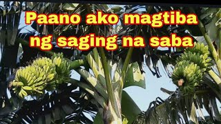 Paano ako mag harvest ng saging na saba