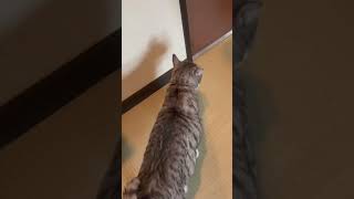 草津温泉で猫と遊ぼう#Shorts