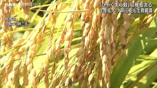 石川のブランド米「ひゃくまん穀」収穫始まる