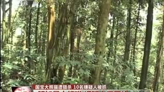 国家大熊猫遭猎杀 10名嫌疑人被抓 150513