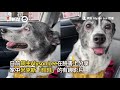 德國牧羊犬坐浴缸就是不洗澡！被爸親全程眼神死xd｜寵物｜狗｜鬧彆扭｜精選影片