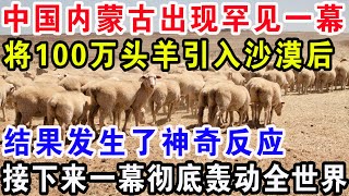 中国内蒙古出现罕见一幕，将100万头羊引入沙漠后，结果出现了神奇反应，随后一幕彻底轰动全世界