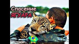 Тонущий Ягуар Обнял Спасателя Как Домашний Кот!