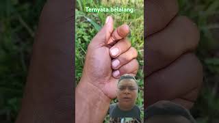 Ternyata belalang #nature #insects #fishing #beneficialinsects #insectbehavior #plants