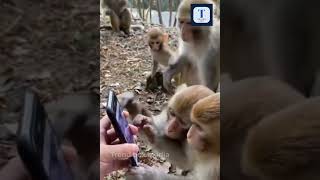 அப்படி என்னதான் தேடுறாங்க | monkey | shorts | Trend box media