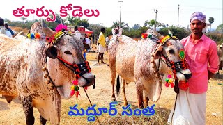 మద్దూర్ సంతకి నర్సాపూర్(దామరగిద్ద) నుండి  తూర్పుకోడెలు తెచ్చిన అశోక్ గారు, Big size thurpu bull's