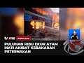 Kebakaran Hanguskan Kandang, Puluhan Ribu Ekor Ayam Terpanggang | Kabar Pagi tvOne