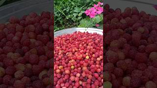 Kafal #shorts | Famous Fruits Of Mountains | Kafal fruit of Uttarakhand #uttarakhand #kafal #fruit