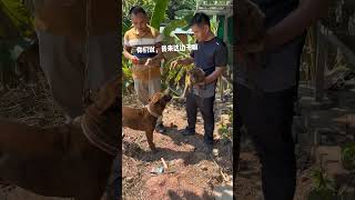 一直想养一只虎斑犬，以前老人常说十斑九猎，虎斑犬真能猎吗#喜欢中华田园犬请关注 #猎犬热爱 #虎斑犬