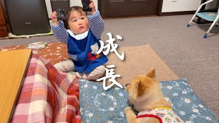 すっかり優しいお兄さんになった愛犬に感動しました…