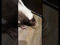 gizmo the skunk loves peanut butter shorts skunks