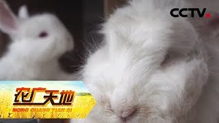 《农广天地》提高兔宝宝成活率 学学这几招 20190423 | CCTV农业