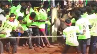 Annavasal parattai edaiyathur jallikattu 2020